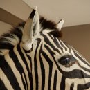 Zebrakopf Hartmann Zebra Kopf Präparat mit Genehmigung zum Verkauf 87.100.23