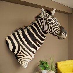 Zebrakopf Hartmann Zebra Kopf Präparat mit Genehmigung zum Verkauf 87.100.23