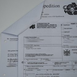 Zebrakopf Hartmann Zebra Kopf Präparat mit Genehmigung zum Verkauf 87.100.23