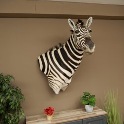 Zebrakopf Hartmann Zebra Kopf Präparat mit Genehmigung zum Verkauf 87.100.23