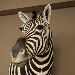 Zebrakopf Hartmann Zebra Kopf Präparat mit Genehmigung zum Verkauf 87.100.23
