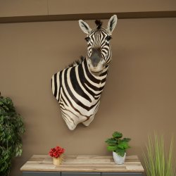 Zebrakopf Hartmann Zebra Kopf Präparat mit Genehmigung zum Verkauf 87.100.23