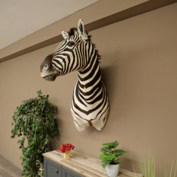 Zebrakopf Hartmann Zebra Kopf Präparat mit Genehmigung zum Verkauf 87.100.23