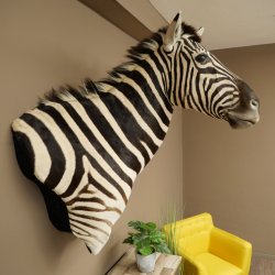 Zebrakopf Hartmann Zebra Kopf Präparat mit Genehmigung zum Verkauf 87.100.23