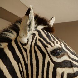 Zebrakopf Hartmann Zebra Kopf Präparat mit Genehmigung zum Verkauf 87.100.23