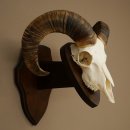 Mufflon (Ovis gmelini musimon) Widder kleines Geweih Schädeltrophäe Hornlänge 44,5 cm auf Trophäenschild 82.1.130
