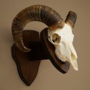 Mufflon (Ovis gmelini musimon) Widder kleines Geweih Schädeltrophäe Hornlänge 44,5 cm auf Trophäenschild 82.1.130
