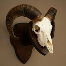 Mufflon (Ovis gmelini musimon) Widder kleines Geweih Schädeltrophäe Hornlänge 44,5 cm auf Trophäenschild 82.1.130