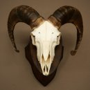 Mufflon (Ovis gmelini musimon) Widder kleines Geweih Schädeltrophäe Hornlänge 44,5 cm auf Trophäenschild 82.1.130