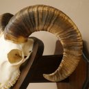 Mufflon (Ovis gmelini musimon) Widder kleines Geweih Schädeltrophäe Hornlänge 44,5 cm auf Trophäenschild 82.1.130