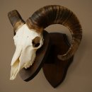 Mufflon (Ovis gmelini musimon) Widder kleines Geweih Schädeltrophäe Hornlänge 44,5 cm auf Trophäenschild 82.1.130