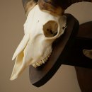 Mufflon (Ovis gmelini musimon) Widder kleines Geweih Schädeltrophäe Hornlänge 44,5 cm auf Trophäenschild 82.1.130