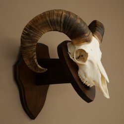 Mufflon (Ovis gmelini musimon) Widder kleines Geweih Schädeltrophäe Hornlänge 44,5 cm auf Trophäenschild 82.1.130