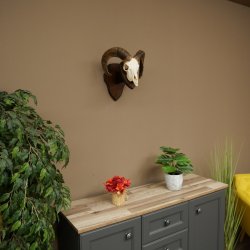 Mufflon (Ovis gmelini musimon) Widder kleines Geweih Schädeltrophäe Hornlänge 44,5 cm auf Trophäenschild 82.1.130