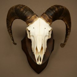 Mufflon (Ovis gmelini musimon) Widder kleines Geweih Schädeltrophäe Hornlänge 44,5 cm auf Trophäenschild 82.1.130