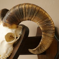 Mufflon (Ovis gmelini musimon) Widder kleines Geweih Schädeltrophäe Hornlänge 44,5 cm auf Trophäenschild 82.1.130