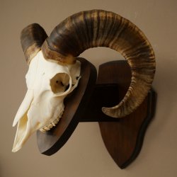 Mufflon (Ovis gmelini musimon) Widder kleines Geweih Schädeltrophäe Hornlänge 44,5 cm auf Trophäenschild 82.1.130