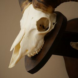 Mufflon (Ovis gmelini musimon) Widder kleines Geweih Schädeltrophäe Hornlänge 44,5 cm auf Trophäenschild 82.1.130