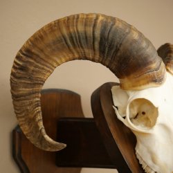 Mufflon (Ovis gmelini musimon) Widder kleines Geweih Schädeltrophäe Hornlänge 44,5 cm auf Trophäenschild 82.1.130