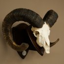 Mufflon (Ovis gmelini musimon) Medaille in silberfarben Widder Geweih Schädeltrophäe Hornlänge 83,5 cm auf Schild
