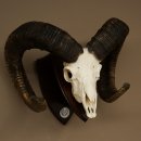 Mufflon (Ovis gmelini musimon) Medaille in silberfarben Widder Geweih Schädeltrophäe Hornlänge 83,5 cm auf Schild