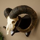 Mufflon (Ovis gmelini musimon) Medaille in silberfarben Widder Geweih Schädeltrophäe Hornlänge 83,5 cm auf Schild