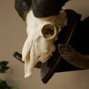 Mufflon (Ovis gmelini musimon) Medaille in silberfarben Widder Geweih Schädeltrophäe Hornlänge 83,5 cm auf Schild