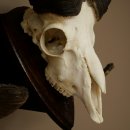 Mufflon (Ovis gmelini musimon) Medaille in silberfarben Widder Geweih Schädeltrophäe Hornlänge 83,5 cm auf Schild