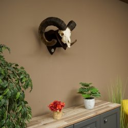 Mufflon (Ovis gmelini musimon) Medaille in silberfarben Widder Geweih Schädeltrophäe Hornlänge 83,5 cm auf Schild