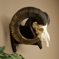 Mufflon (Ovis gmelini musimon) Medaille in silberfarben Widder Geweih Schädeltrophäe Hornlänge 83,5 cm auf Schild