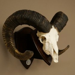 Mufflon (Ovis gmelini musimon) Medaille in silberfarben Widder Geweih Schädeltrophäe Hornlänge 83,5 cm auf Schild