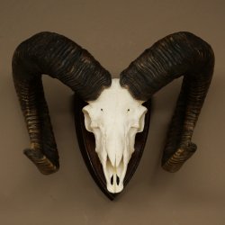 Mufflon (Ovis gmelini musimon) Medaille in silberfarben Widder Geweih Schädeltrophäe Hornlänge 83,5 cm auf Schild