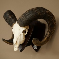 Mufflon (Ovis gmelini musimon) Medaille in silberfarben Widder Geweih Schädeltrophäe Hornlänge 83,5 cm auf Schild