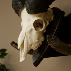 Mufflon (Ovis gmelini musimon) Medaille in silberfarben Widder Geweih Schädeltrophäe Hornlänge 83,5 cm auf Schild