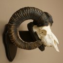 Mufflon (Ovis gmelini musimon) Widder Geweih Schädeltrophäe Hornlänge 68 cm auf Trophäenschild 82.1.132