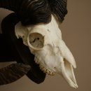 Mufflon (Ovis gmelini musimon) Widder Geweih Schädeltrophäe Hornlänge 68 cm auf Trophäenschild 82.1.132