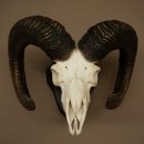 Mufflon (Ovis gmelini musimon) Widder Geweih Schädeltrophäe Hornlänge 68 cm auf Trophäenschild 82.1.132