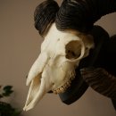 Mufflon (Ovis gmelini musimon) Widder Geweih Schädeltrophäe Hornlänge 68 cm auf Trophäenschild 82.1.132