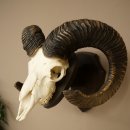 Mufflon (Ovis gmelini musimon) Widder Geweih Schädeltrophäe Hornlänge 68 cm auf Trophäenschild 82.1.132