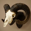 Mufflon (Ovis gmelini musimon) Widder Geweih Schädeltrophäe Hornlänge 68 cm auf Trophäenschild 82.1.132
