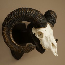 Mufflon (Ovis gmelini musimon) Widder Geweih Schädeltrophäe Hornlänge 68 cm auf Trophäenschild 82.1.132