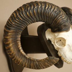 Mufflon (Ovis gmelini musimon) Widder Geweih Schädeltrophäe Hornlänge 68 cm auf Trophäenschild 82.1.132