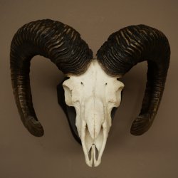 Mufflon (Ovis gmelini musimon) Widder Geweih Schädeltrophäe Hornlänge 68 cm auf Trophäenschild 82.1.132