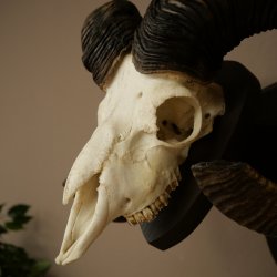 Mufflon (Ovis gmelini musimon) Widder Geweih Schädeltrophäe Hornlänge 68 cm auf Trophäenschild 82.1.132