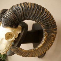 Mufflon (Ovis gmelini musimon) Widder Geweih Schädeltrophäe Hornlänge 68 cm auf Trophäenschild 82.1.132
