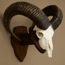 Mufflon (Ovis gmelini musimon) Widder Geweih Schädeltrophäe Hornlänge 68 cm auf Trophäenschild 82.1.133