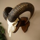 Mufflon (Ovis gmelini musimon) Widder Geweih Schädeltrophäe Hornlänge 68 cm auf Trophäenschild 82.1.133
