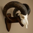Mufflon (Ovis gmelini musimon) Widder Geweih Schädeltrophäe Hornlänge 68 cm auf Trophäenschild 82.1.133