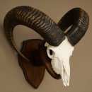 Mufflon (Ovis gmelini musimon) Widder Geweih Schädeltrophäe Hornlänge 68 cm auf Trophäenschild 82.1.133