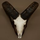 Mufflon (Ovis gmelini musimon) Widder Geweih Schädeltrophäe Hornlänge 68 cm auf Trophäenschild 82.1.133